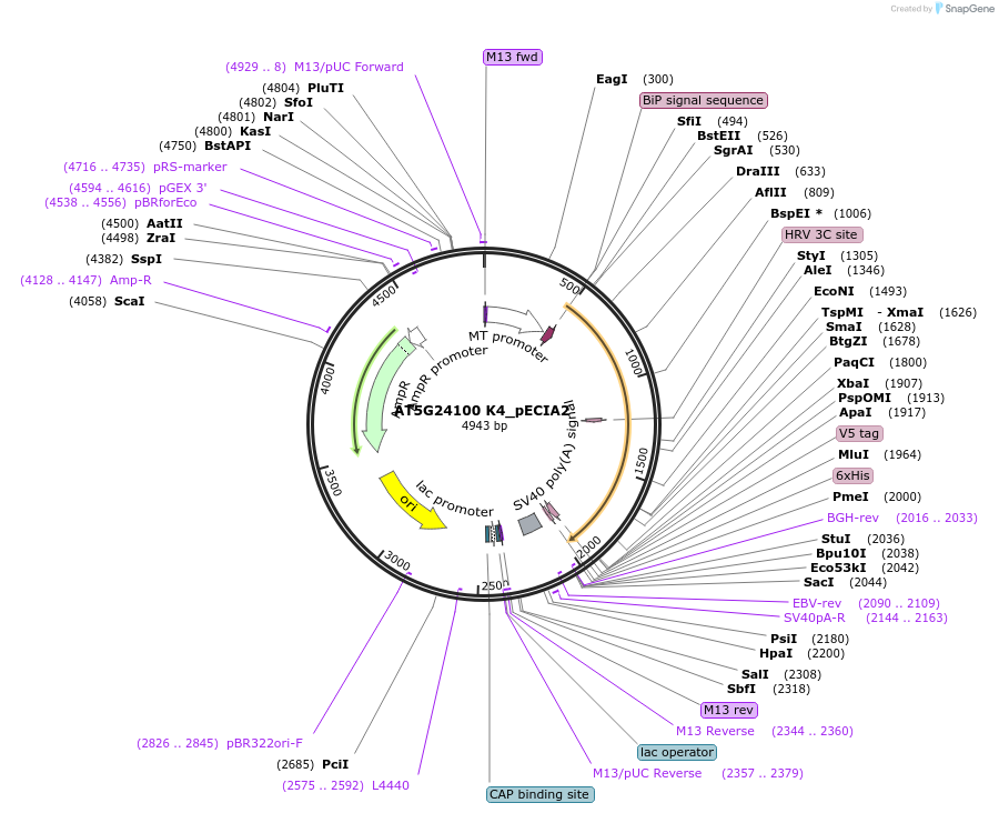 115003-plasmid-map-sequence-id-296817