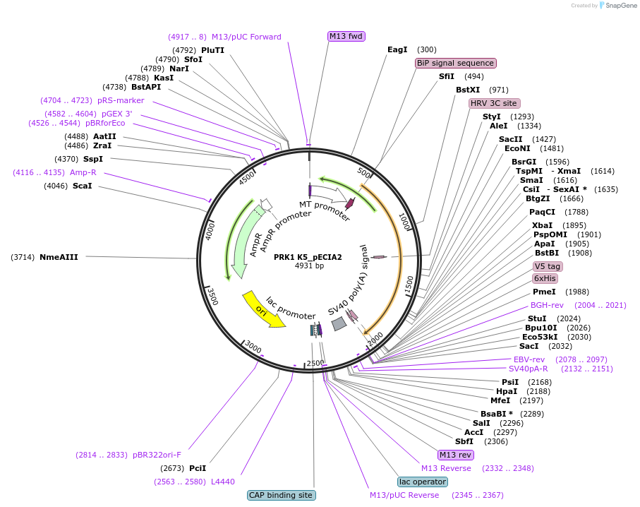 115004-plasmid-map-sequence-id-296818