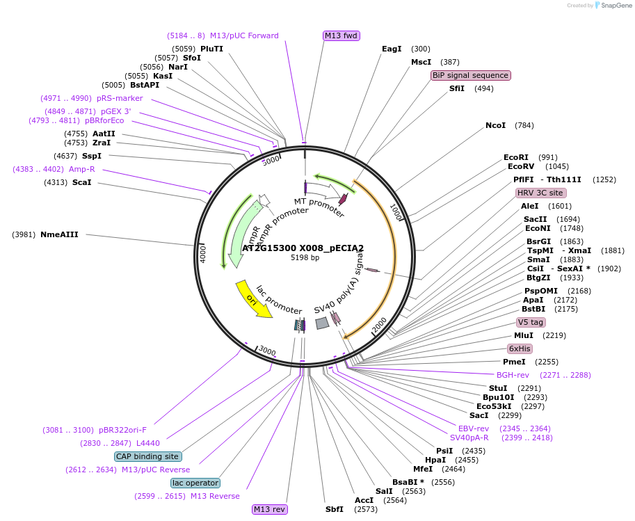 115013-plasmid-map-sequence-id-296829