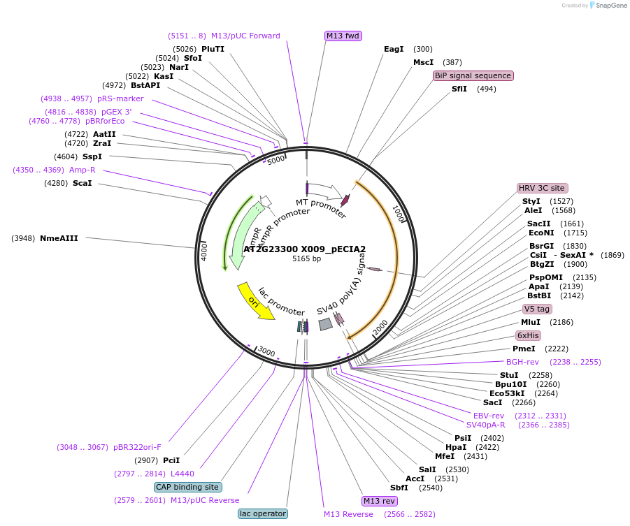 115014-plasmid-map-sequence-id-296830
