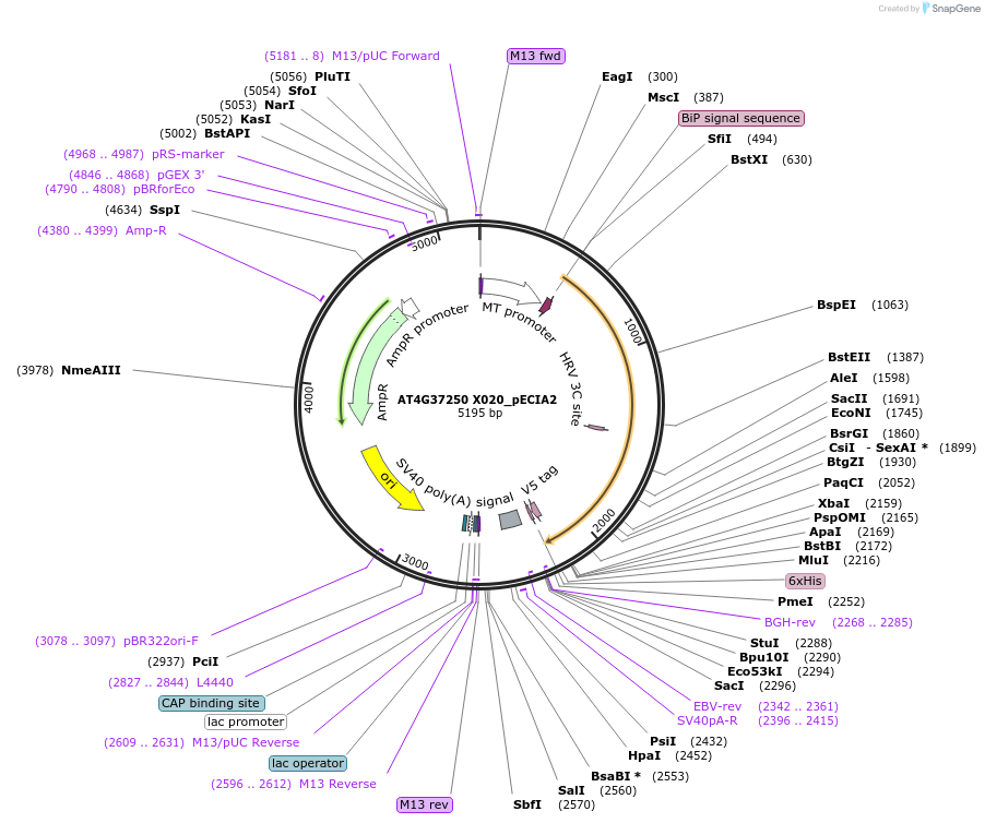 115019-plasmid-map-sequence-id-296841