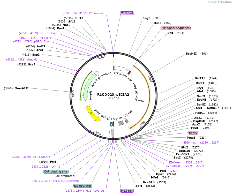 115021-plasmid-map-sequence-id-296843