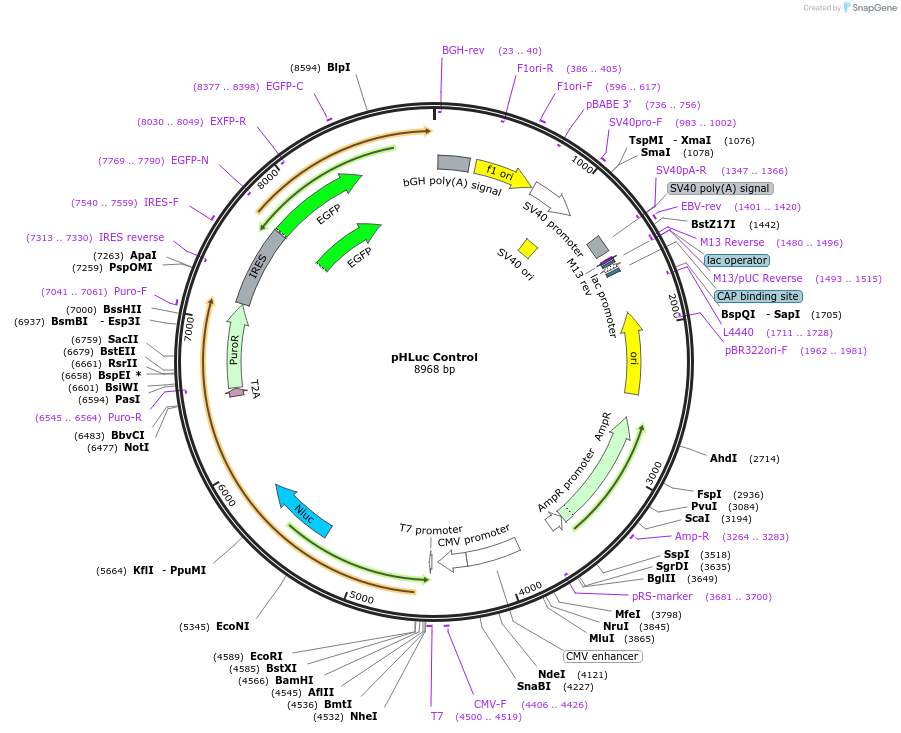 141091-plasmid-map-sequence-id-296869