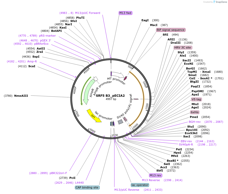 115028-plasmid-map-sequence-id-296875