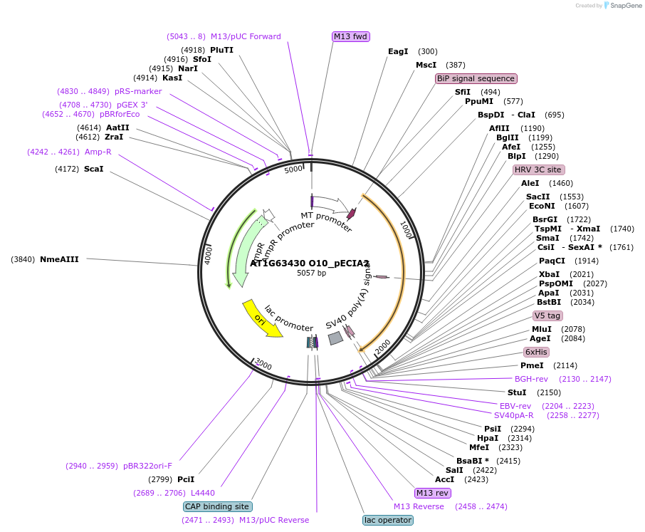 115036-plasmid-map-sequence-id-297000