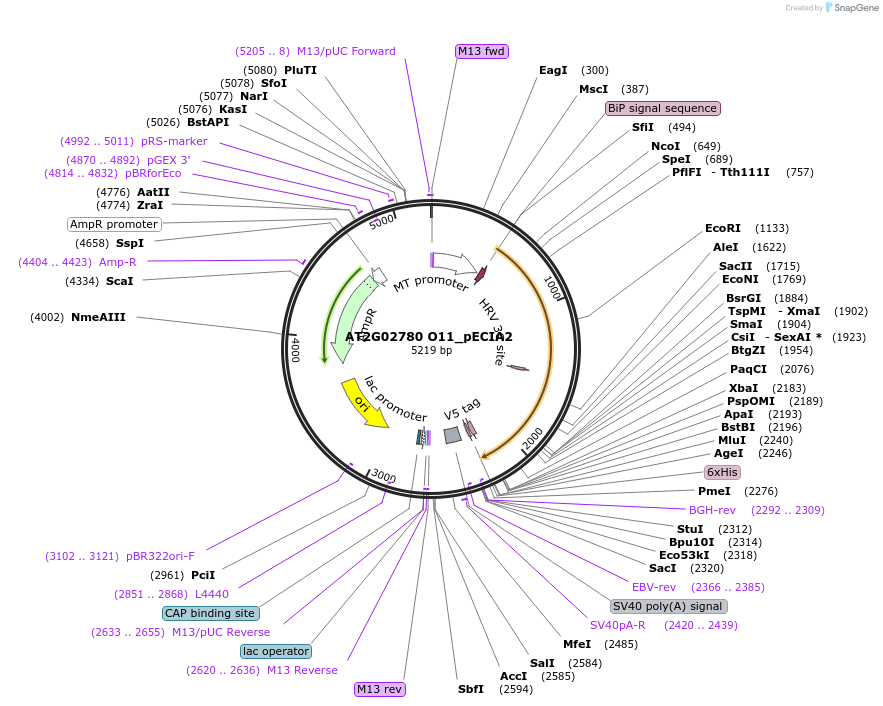 115037-plasmid-map-sequence-id-297002