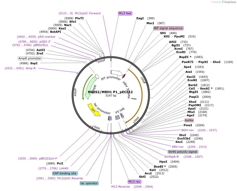 115039-plasmid-map-sequence-id-297005