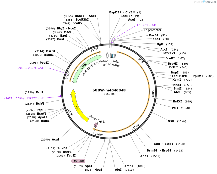 149257-plasmid-map-sequence-id-297009