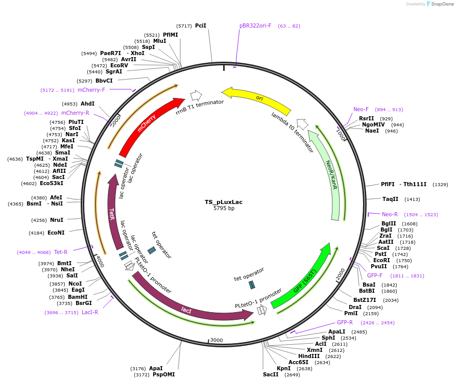 140426-plasmid-map-sequence-id-297010