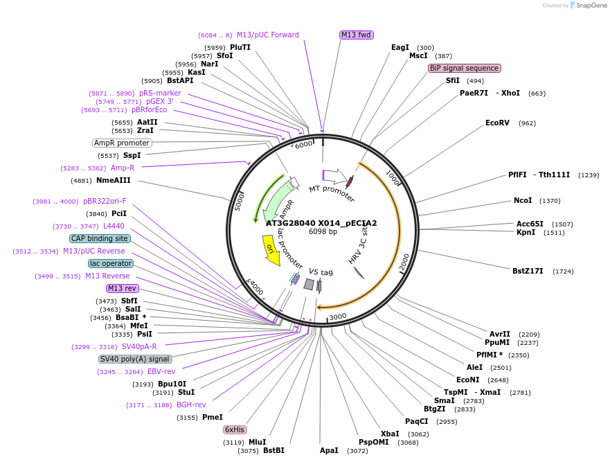 115045-plasmid-map-sequence-id-297014