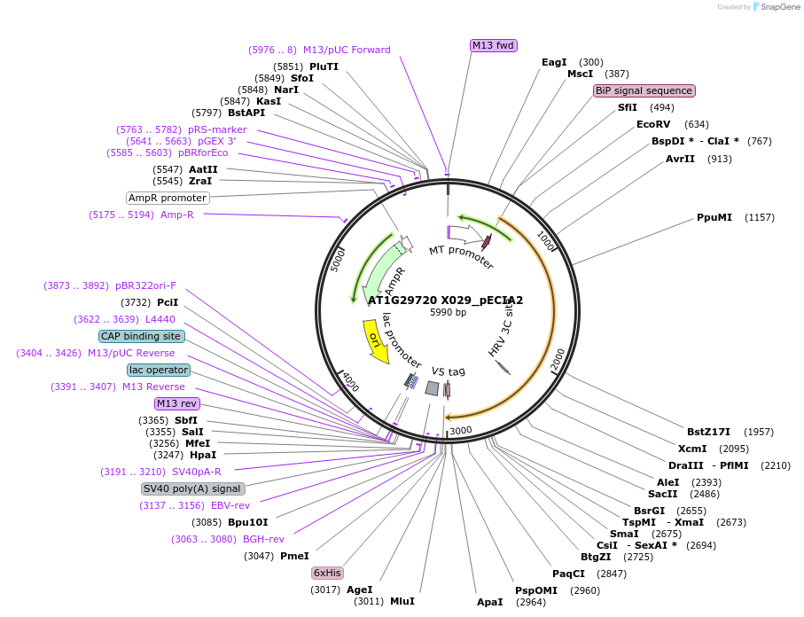 115054-plasmid-map-sequence-id-297024