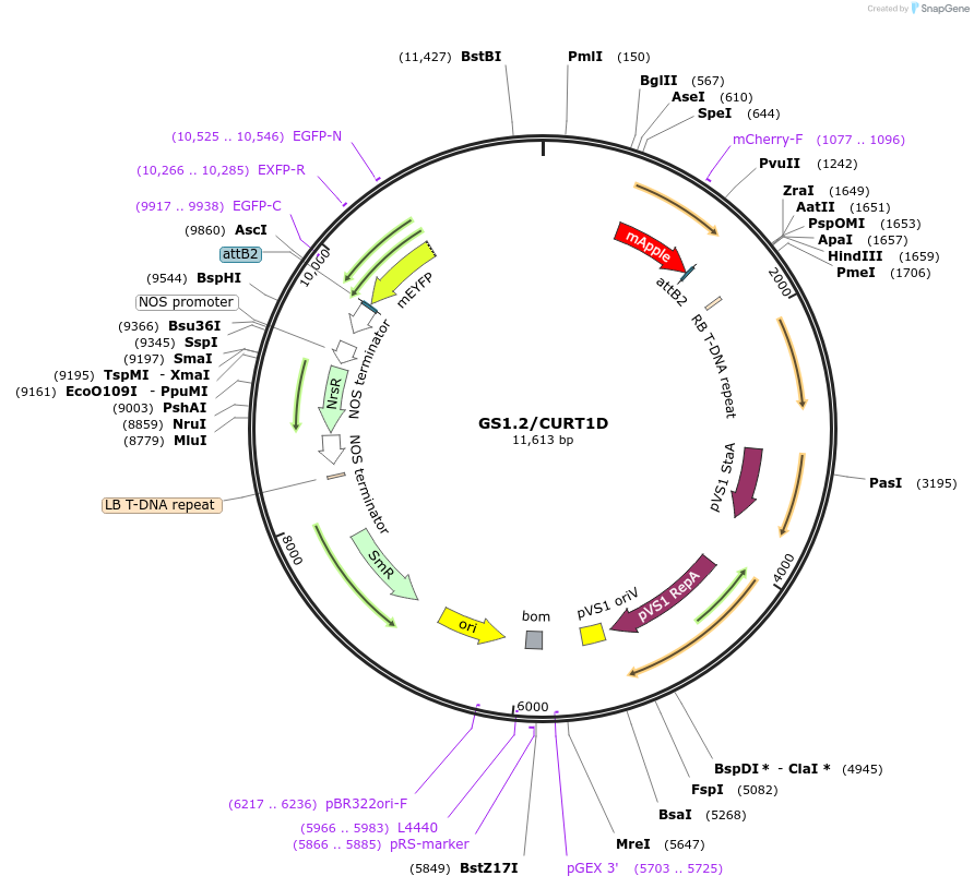 140423-plasmid-map-sequence-id-297027