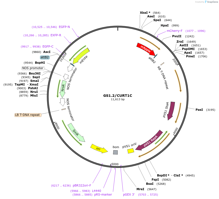 140422-plasmid-map-sequence-id-297030