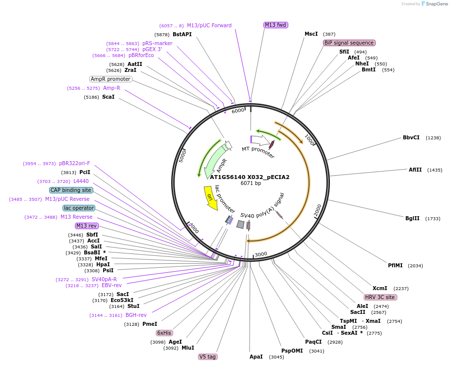 115062-plasmid-map-sequence-id-297039