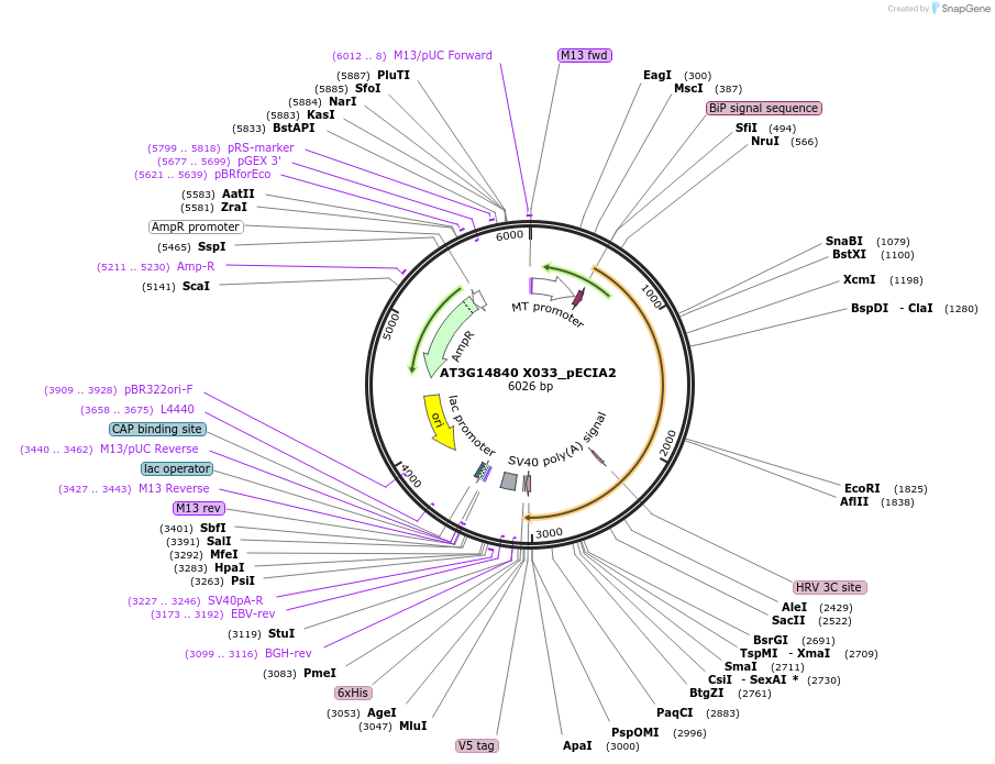 115063-plasmid-map-sequence-id-297040