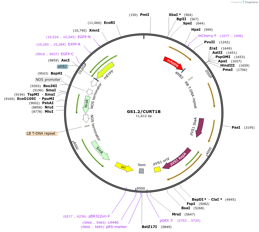 140421-plasmid-map-sequence-id-297045
