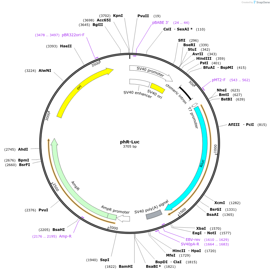 139644-plasmid-map-sequence-id-297063
