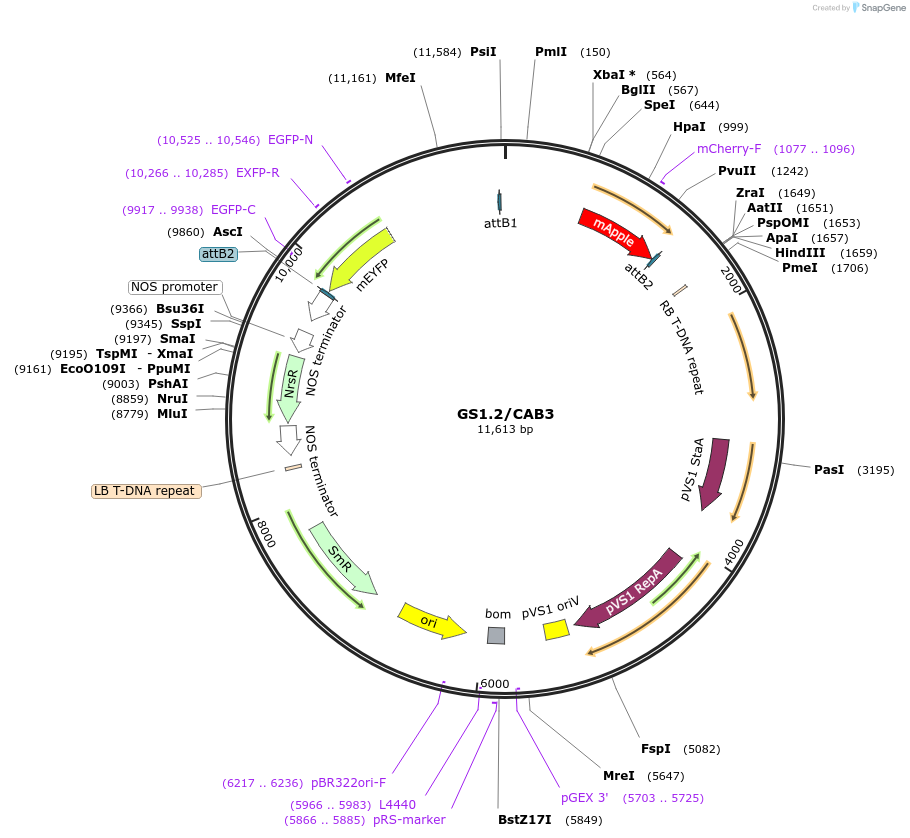140419-plasmid-map-sequence-id-297070