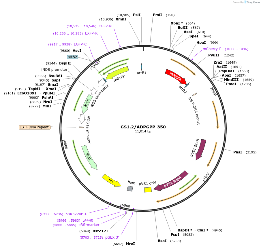 140418-plasmid-map-sequence-id-297076