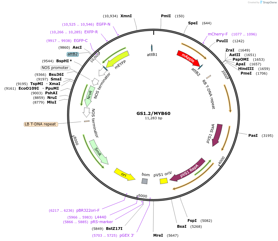140417-plasmid-map-sequence-id-297080