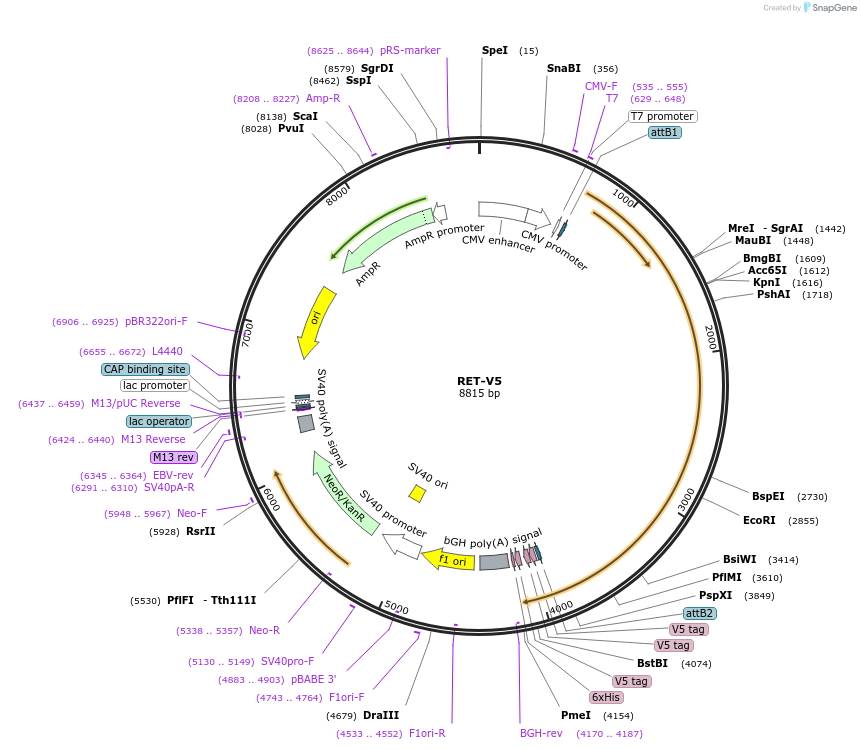 139627-plasmid-map-sequence-id-297082