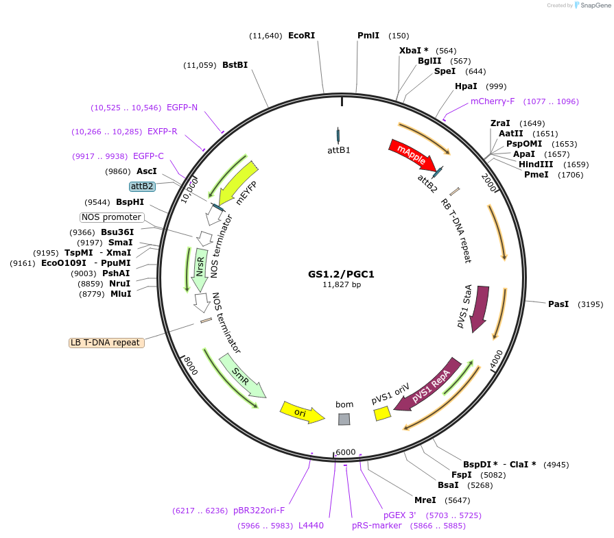 140416-plasmid-map-sequence-id-297084