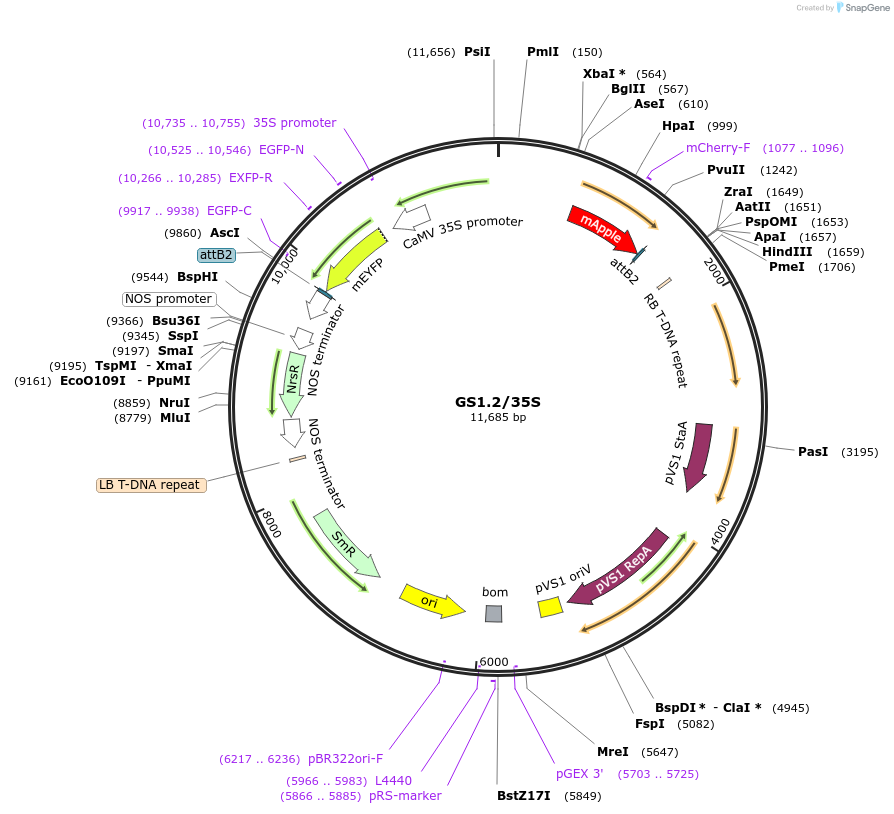 140415-plasmid-map-sequence-id-297086