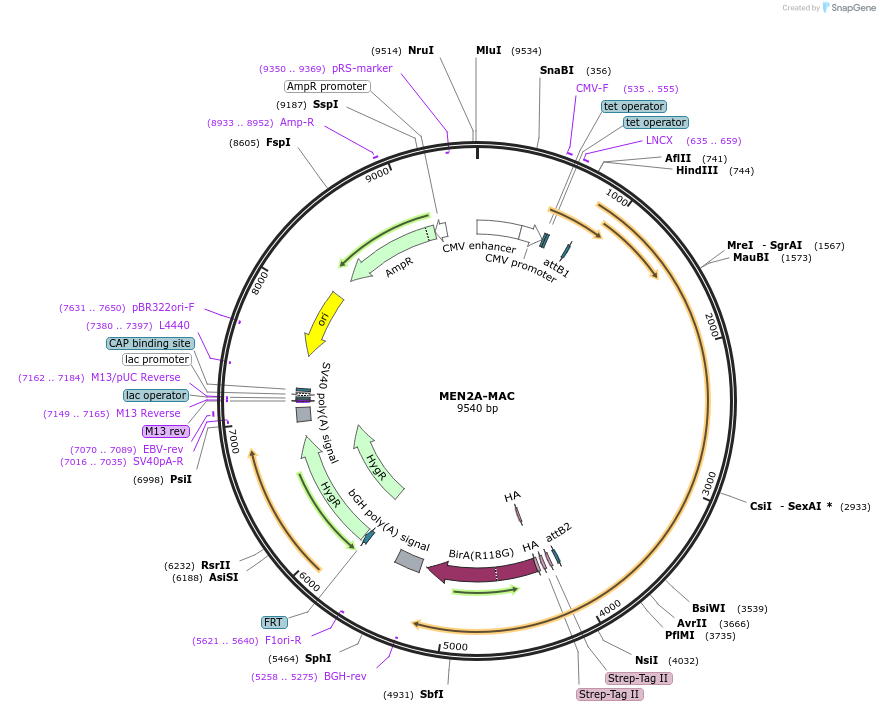 139634-plasmid-map-sequence-id-297095