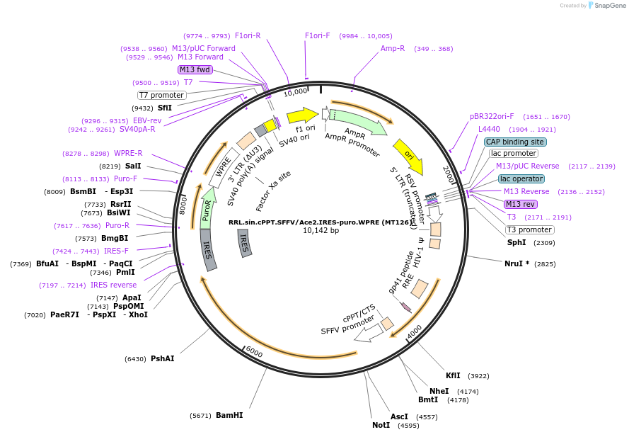 145839-plasmid-map-sequence-id-297101
