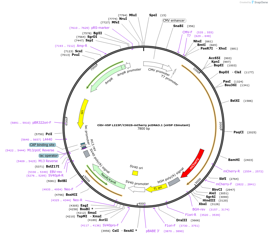 140893-plasmid-map-sequence-id-297104