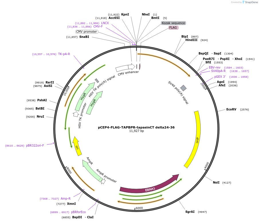 153472-plasmid-map-sequence-id-297145