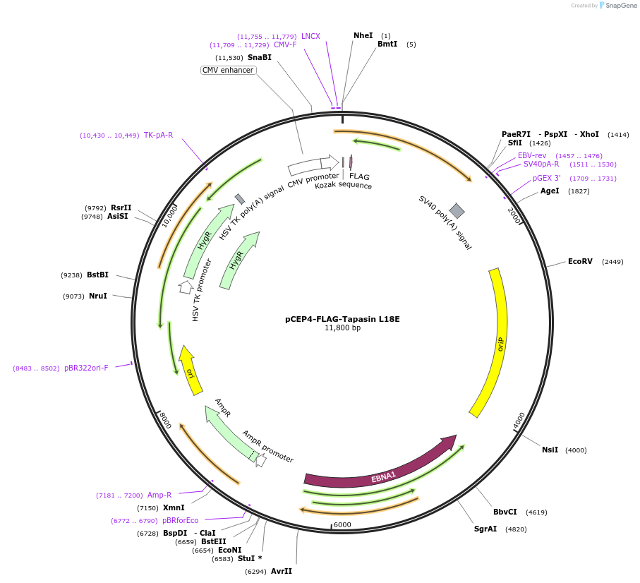153483-plasmid-map-sequence-id-297154