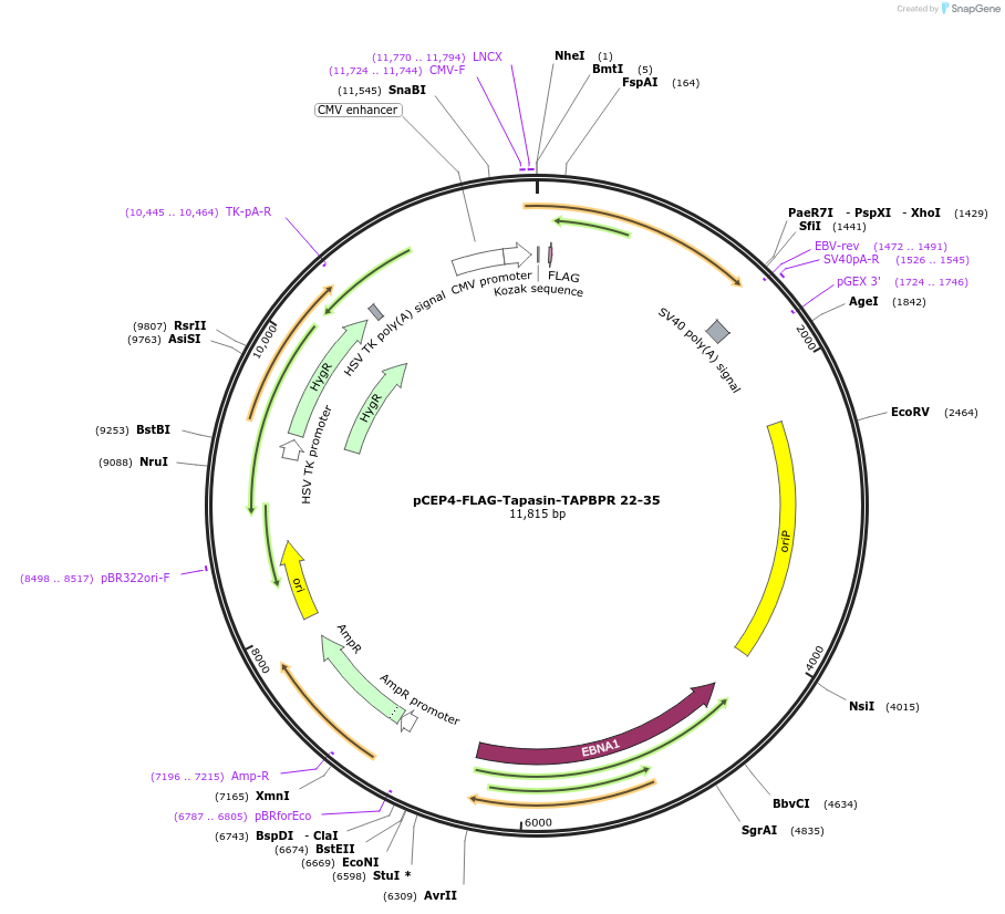 153478-plasmid-map-sequence-id-297159