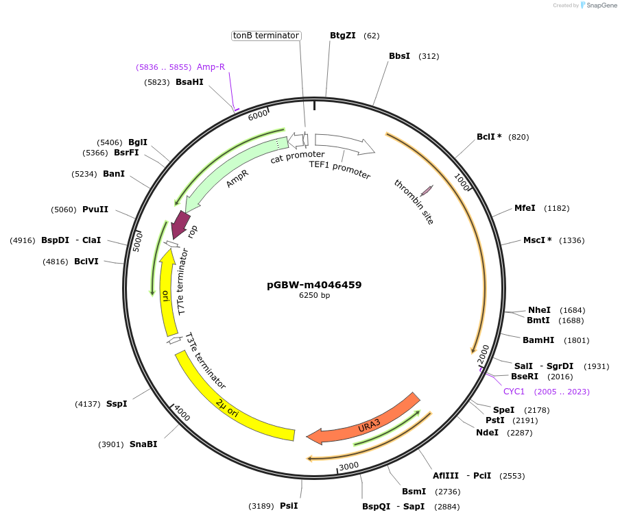 148971-plasmid-map-sequence-id-297208
