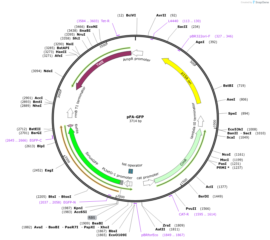 133009-plasmid-map-sequence-id-297212