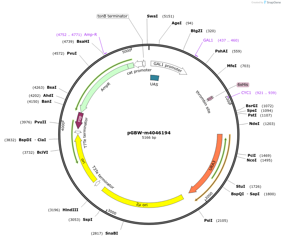 148979-plasmid-map-sequence-id-297214