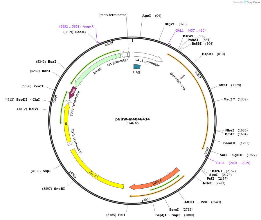 148980-plasmid-map-sequence-id-297215