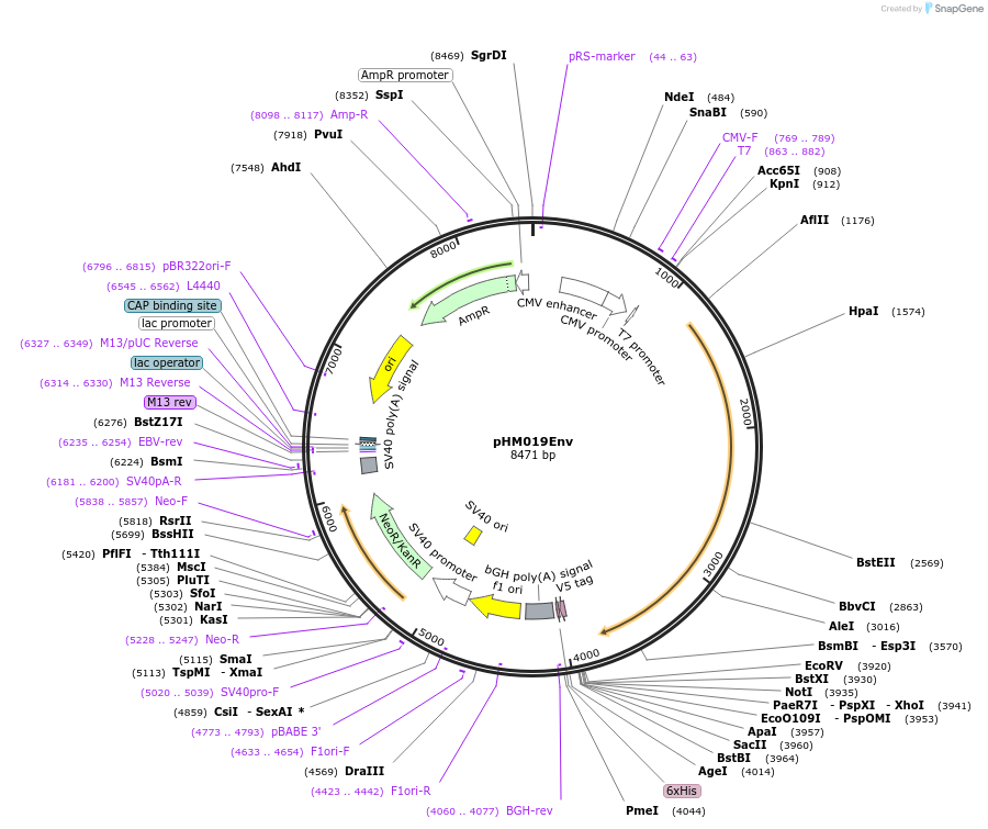 137685-plasmid-map-sequence-id-297219