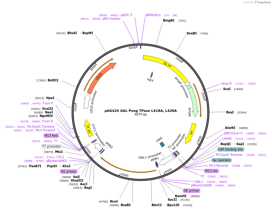 145795-plasmid-map-sequence-id-297236