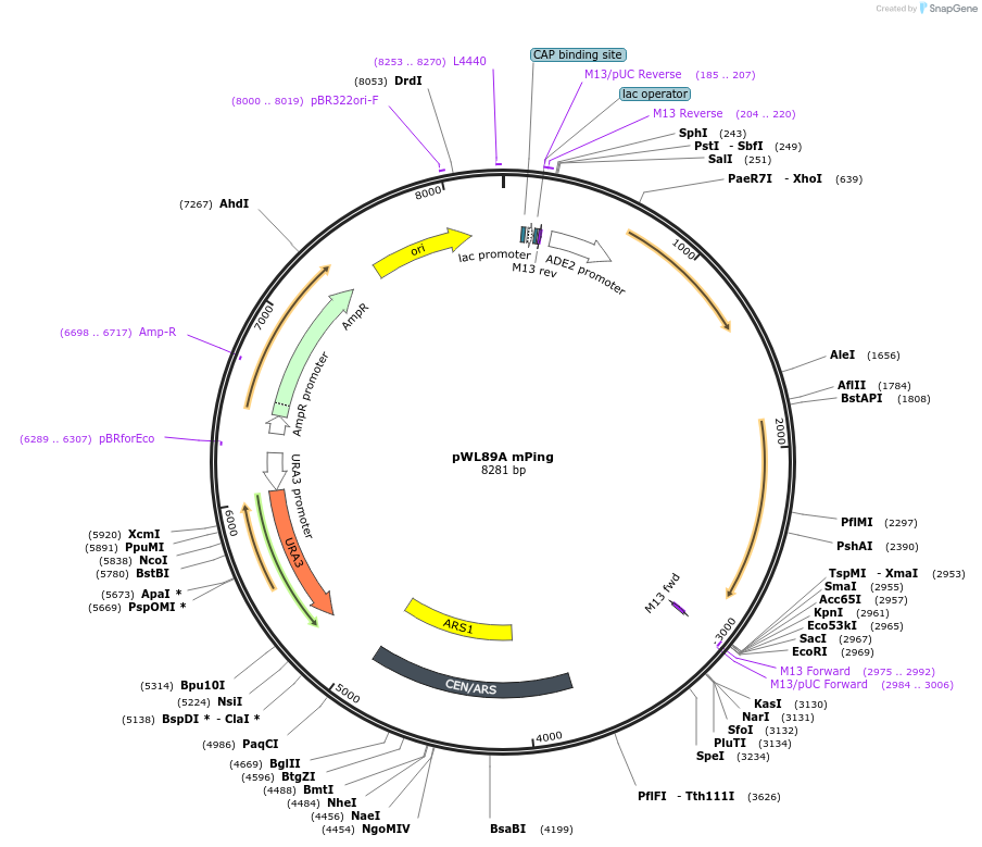 145787-plasmid-map-sequence-id-297240