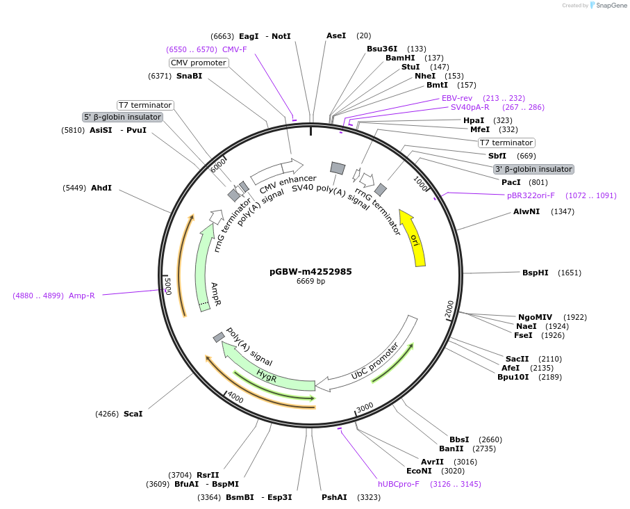 153851-plasmid-map-sequence-id-297540