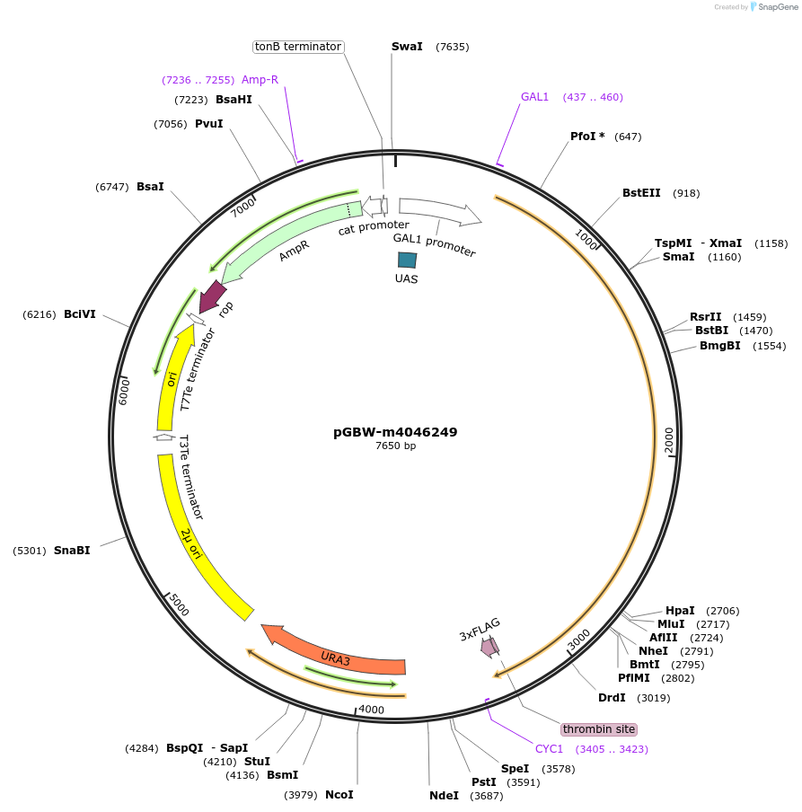 148991-plasmid-map-sequence-id-297670