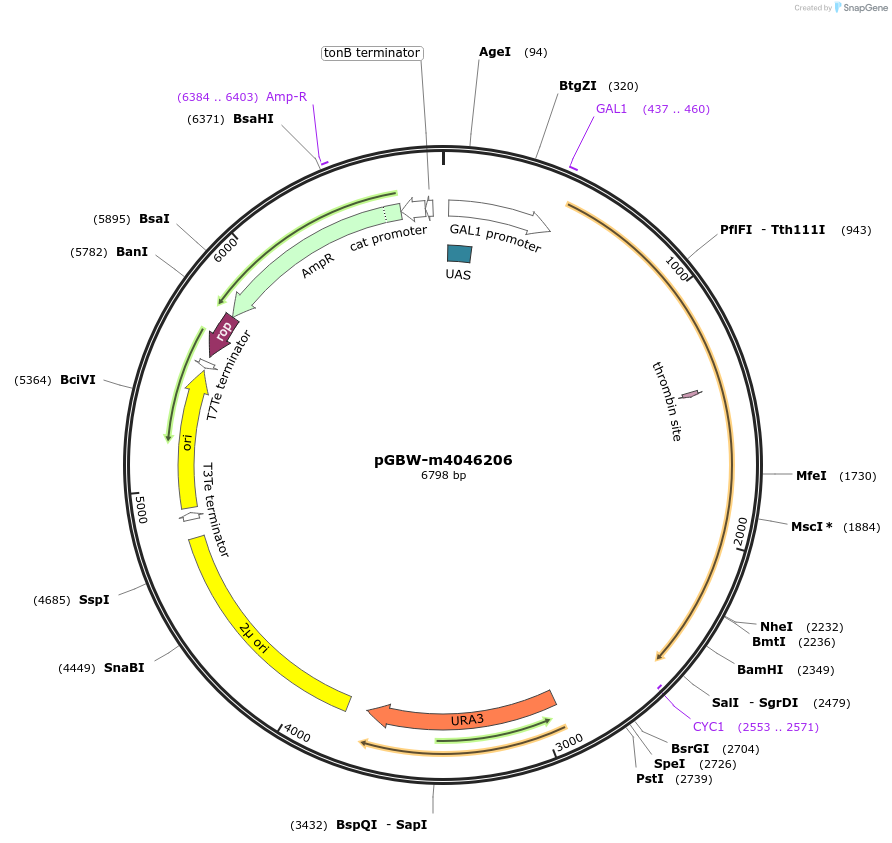 148993-plasmid-map-sequence-id-297672