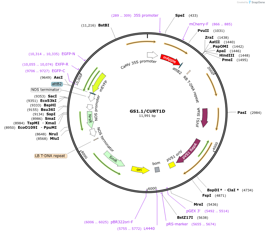 140414-plasmid-map-sequence-id-297674