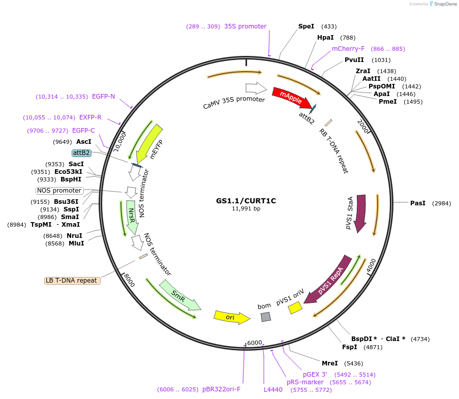 140413-plasmid-map-sequence-id-297675