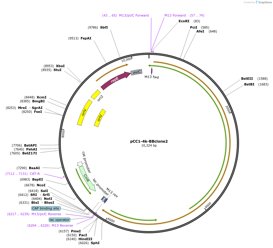 137070-plasmid-map-sequence-id-297712