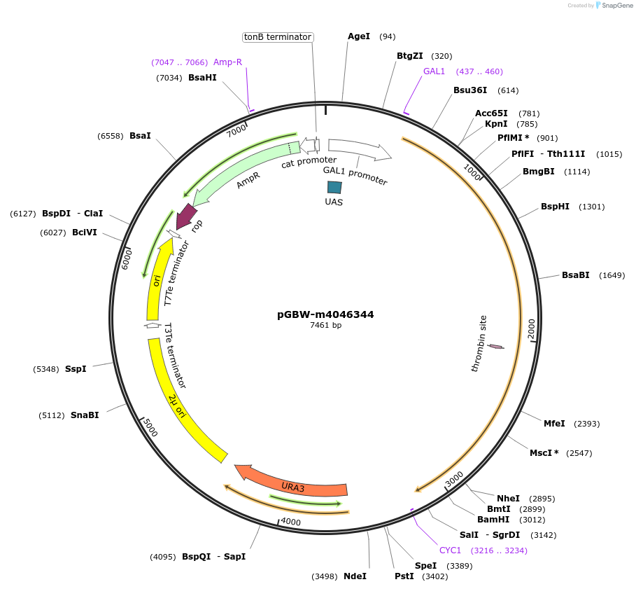 149003-plasmid-map-sequence-id-297715