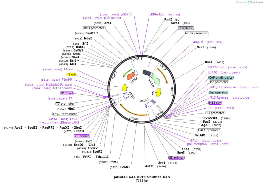 145794-plasmid-map-sequence-id-297728