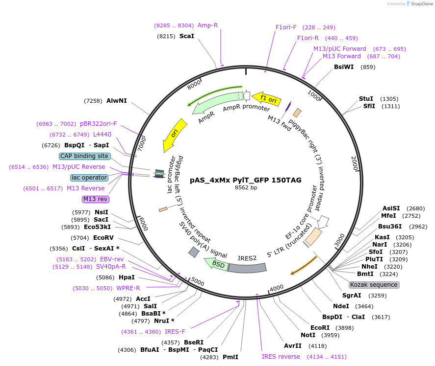 140016-plasmid-map-sequence-id-297733
