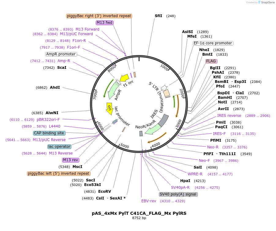 140013-plasmid-map-sequence-id-297753
